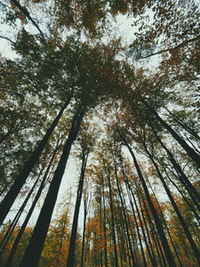 Low angle view tall autumn trees in forest