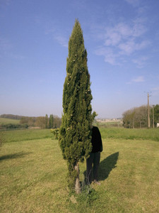 Woman hiding behind tree in sunny field
