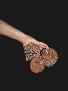 Hand holding pine cones against black background