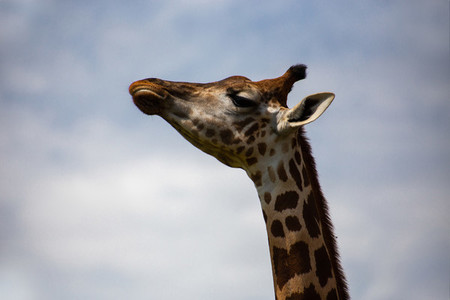 muzzle and neck of a giraffe aga
