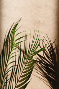 Tropics minimalist abstract blurred background of palm leaf shadow over kraft paper
