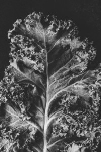 Fresh curly kale salad  Art creative black and white macro photography