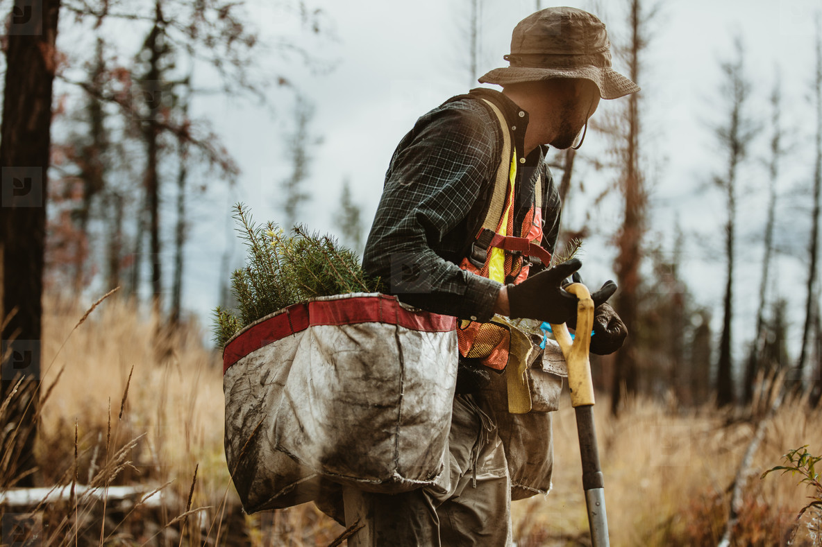 Forester working in deforested area of the forest