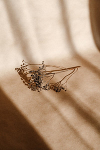 Abstract creative minimal composition with a dry grass over kraft paper
