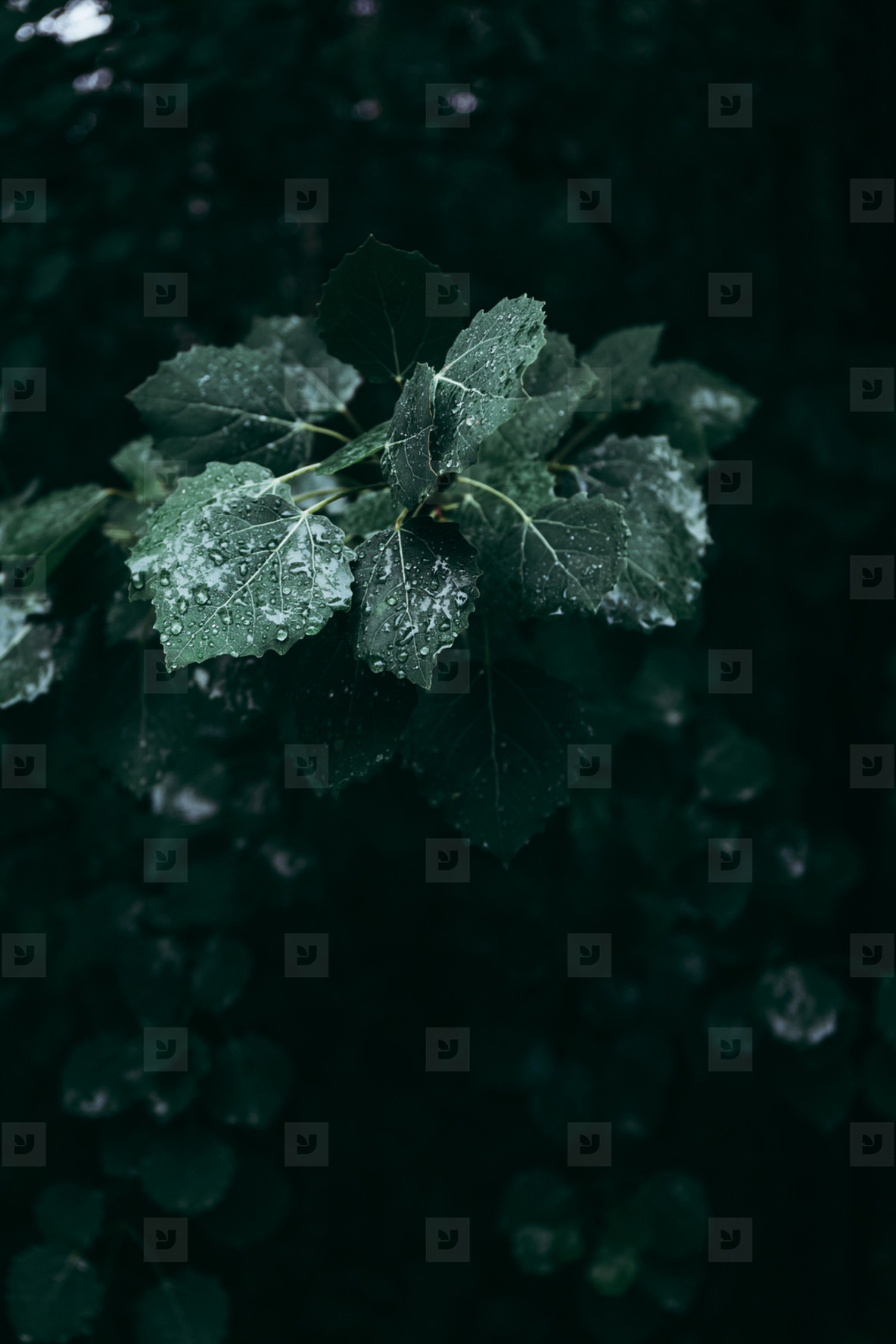 Rainy weather aesthetic HD wallpapers | Pxfuel