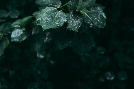 Moody macro nature photography Green foliage after rain in a dark forest