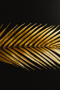 Dark and rich tropic minimalist creative photography of a golden palm leaf over a black canvas