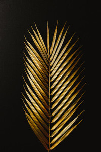 Dark and rich tropic minimalist creative photography of a golden palm leaf over a black canvas