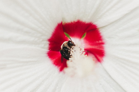 Bee and Rose Mallow