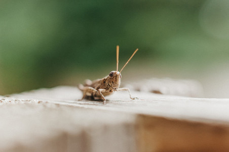 Hello There  Grasshopper