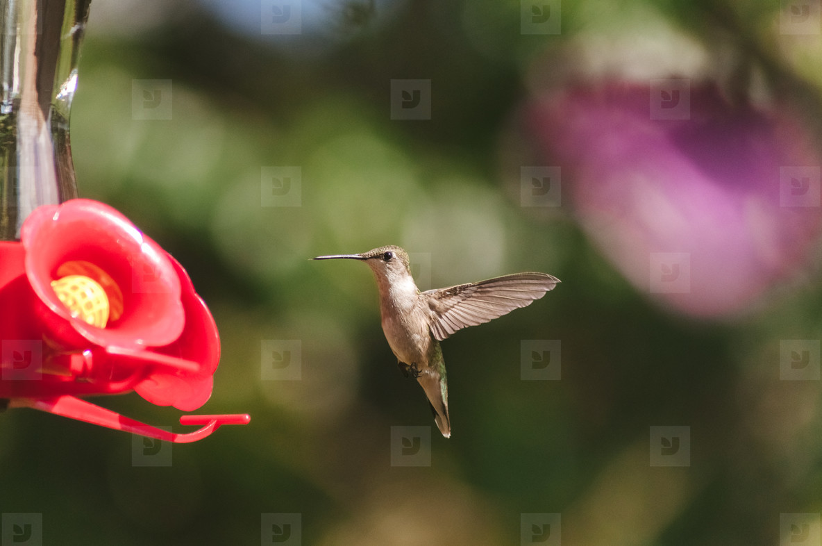 Cute Ruby Throated Hummingbird