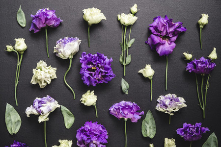 Flat lay composition with fresh purple and white flowers over a black canvas  Moody and dark creative photography