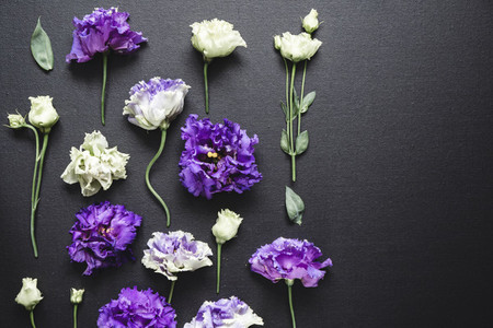 Flat lay composition with fresh purple and white flowers over a black canvas  Moody and dark creative photography