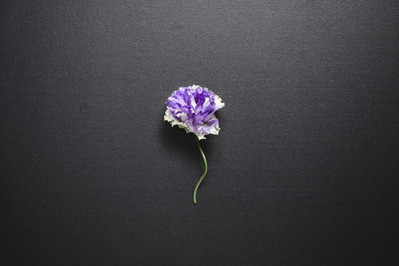 Flat lay composition with fresh purple flower over a black canvas