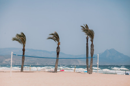 Palm trees on the empty beach at San Juan  Alicante  Spain