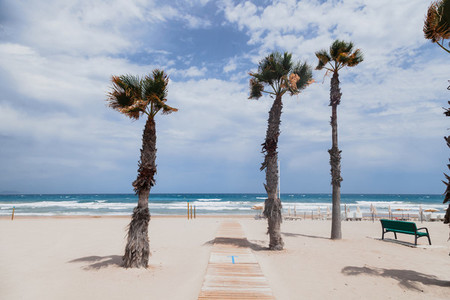 Palm trees on the empty beach at San Juan  Alicante  Spain