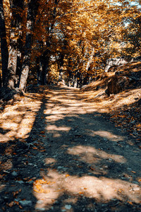 Path in autumn chestnut forest in Spain with warm colors