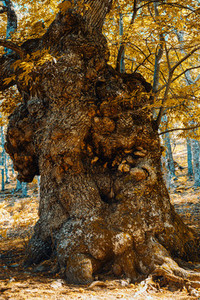 Ancient chestnut in Spain forest with warm colors