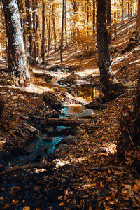Creek in autumn chestnut forest in Spain with warm colors