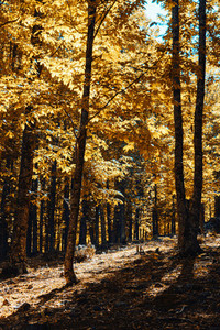 Autumn chestnut forest in Spain with warm colors