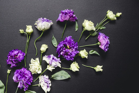 Flat lay composition with fresh purple and white flowers over a black canvas Moody and dark creative photography