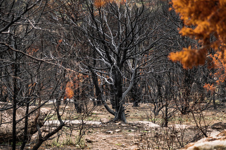 Burned trees after a forest fire