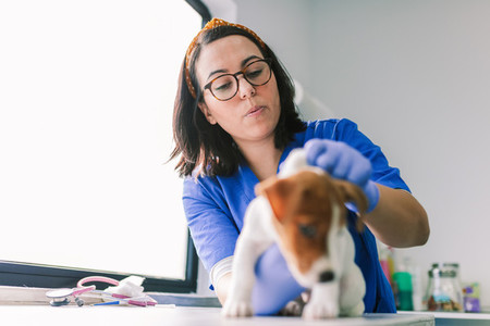 Veterinary with a puppy dog for a review in the clinic
