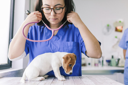 Veterinary listening to a jack russell terrier puppy