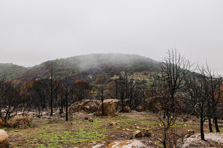 Burned trees after a forest fire