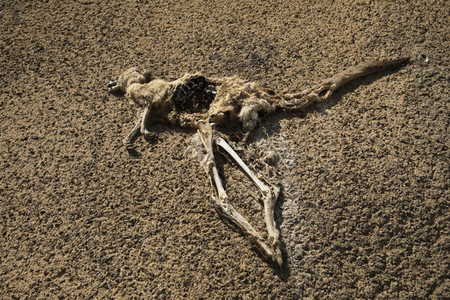 Dead kangaroo carcass on arid ground Heathcote Australia