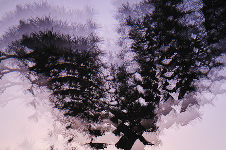 Multiple image silhouetted tree against purple background