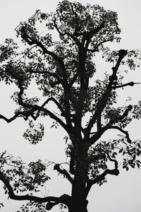 Silhouetted tree against overcast sky