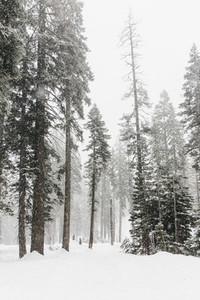 Snow covered trees Yosemite National Park USA