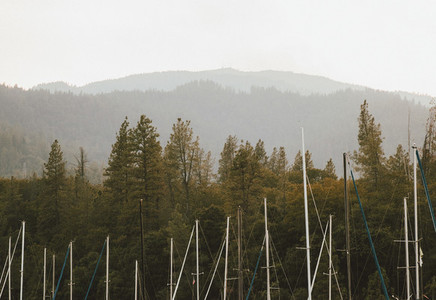 Sailboat masts among trees Redding California USA