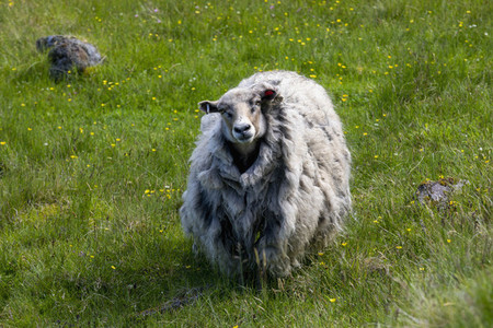 Portrait wooly sheep in summer field Faroe Islands