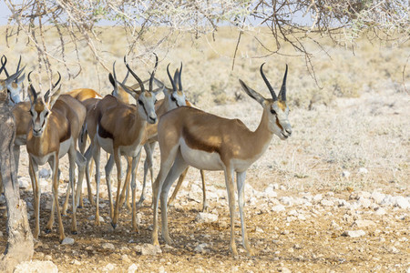 Herd of springbok Etosha Pan Namibia