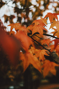 Close up orange autumn leaves on branch