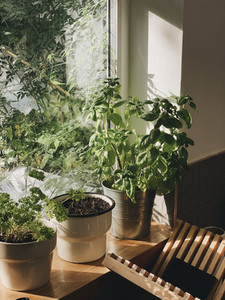Potted plants growing in sunny window