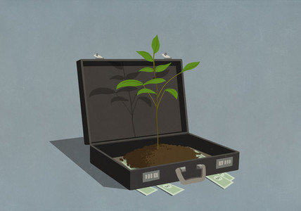 Money and growing sapling inside business briefcase