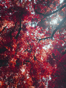 View from below idyllic sunny vibrant red autumn leaves on tree