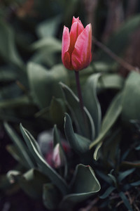 Close up red tulip