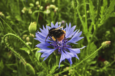 Close up bumblebee on sunny purple cornflower