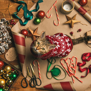 Flat lay of Christmas decorations and cat in sweater square crop