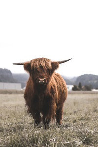 Scottish Highland Cow 2