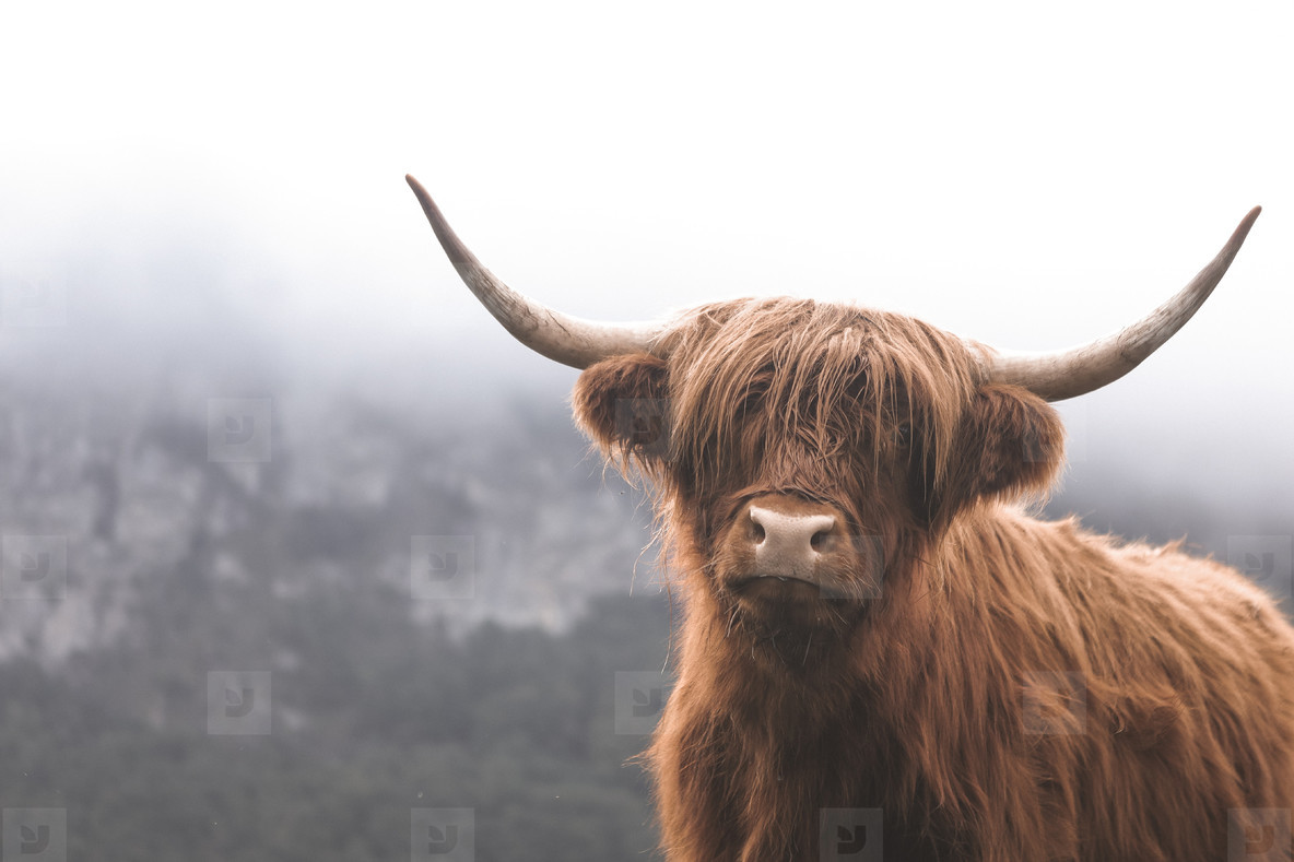 Scottish Highland Cow 3
