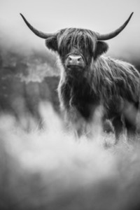 Scottish Highland Cow 4