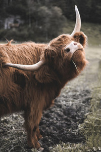 Scottish Highland Cow 6