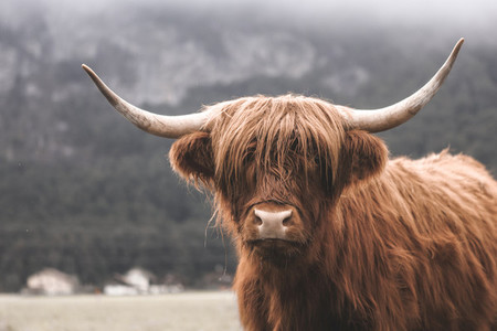 Scottish Highland Cow 8