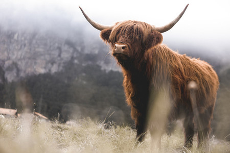 Scottish Highland Cow 9