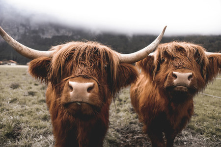 Scottish Highland Cow 11
